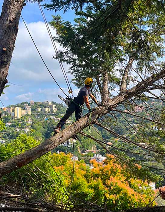 CPPRO ÉLAGAGE : Élagueur, jardinier paysagiste dans tout le 73 : étêtage, élagage, abattage des arbres, débroussaillage, travaux d’espaces verts, entretien de jardin : tonte de pelouse, tailles de haies, arbustes, nettoyage des extérieurs et pose de clôtures , installation de brise-vues … Intervention en Savoie dans tout le 73