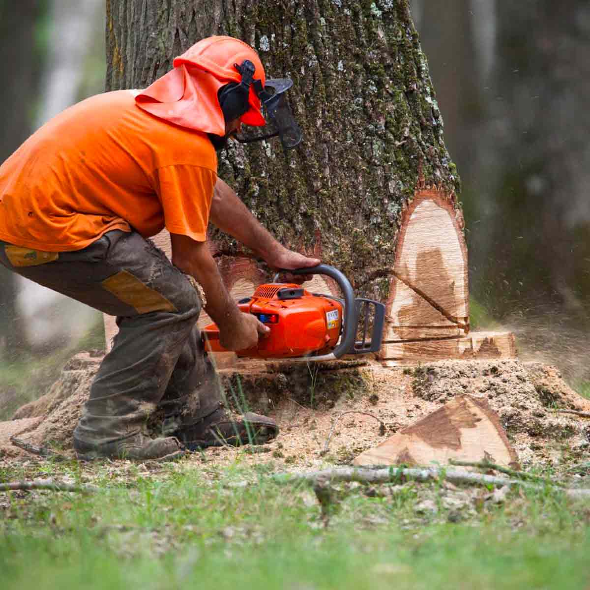 CPPRO ÉLAGAGE : Élagueur, jardinier paysagiste dans tout le 73 : étêtage, élagage, abattage des arbres, débroussaillage, travaux d’espaces verts, entretien de jardin : tonte de pelouse, tailles de haies, arbustes, nettoyage des extérieurs et pose de clôtures , installation de brise-vues … Intervention en Savoie dans tout le 73