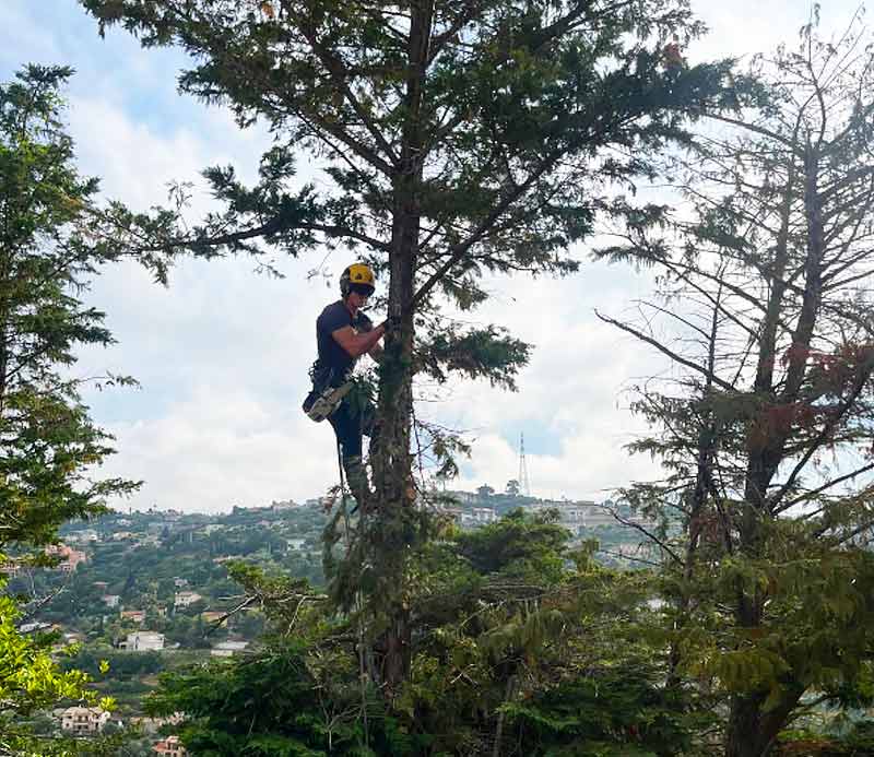 CPPRO ÉLAGAGE : Élagueur, jardinier paysagiste dans tout le 73 : étêtage, élagage, abattage des arbres, débroussaillage, travaux d’espaces verts, entretien de jardin : tonte de pelouse, tailles de haies, arbustes, nettoyage des extérieurs et pose de clôtures , installation de brise-vues … Intervention en Savoie dans tout le 73